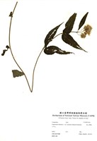 藏品(塔山澤蘭)的圖片